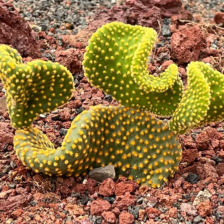 Budda House Puerto Del Carmen. Appartement Tías