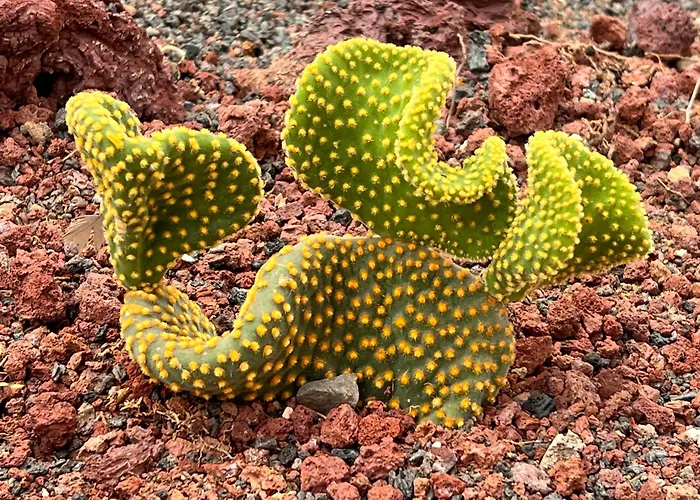 Budda House Puerto Del Carmen. 아파트 티아즈